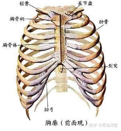 解剖学图谱- 知乎