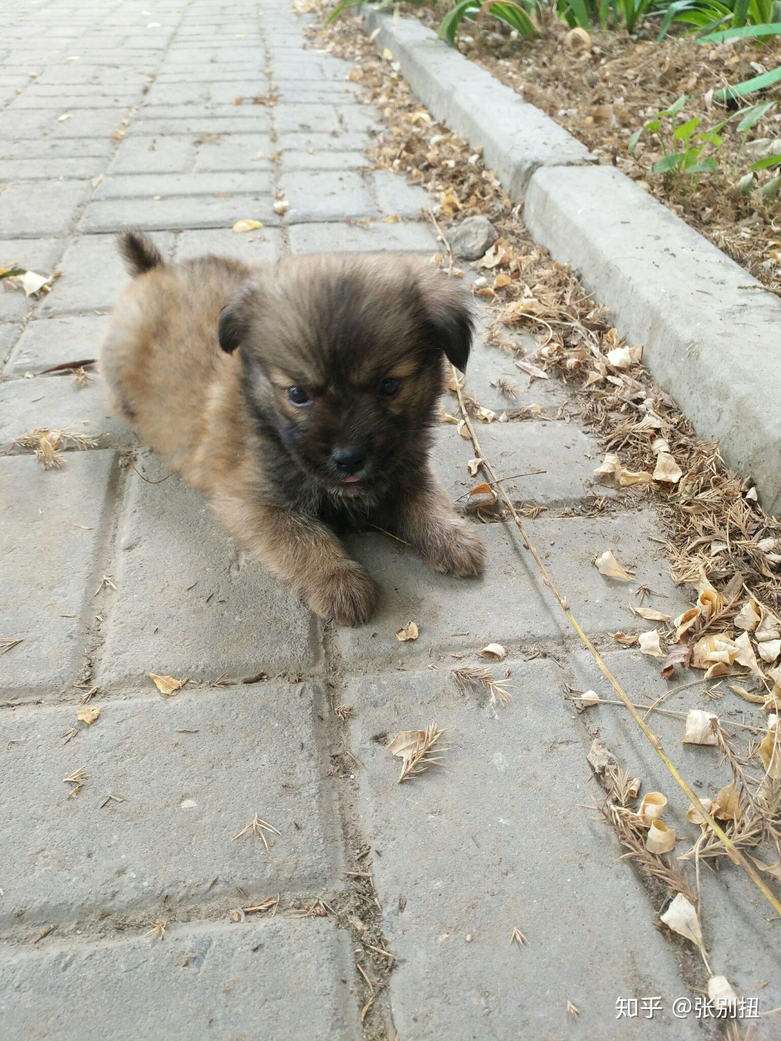 一只不到两个月的小土狗流浪会怎样