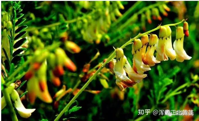 黄芪花长什么样浑源黄芪开花