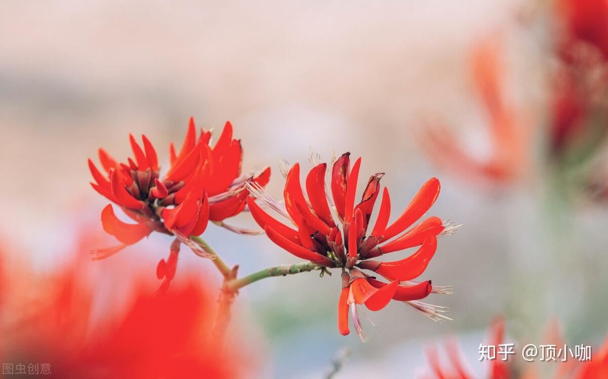 都說帶刺的玫瑰這些其它帶刺的花你見過嗎