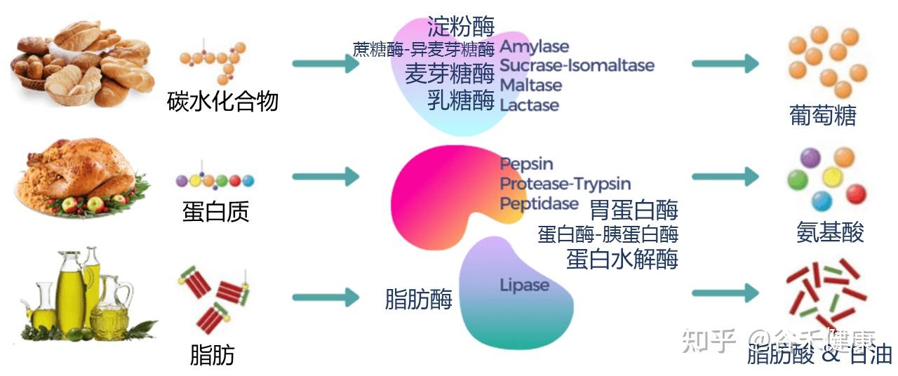 消化酶的类型,功能以及食物来源