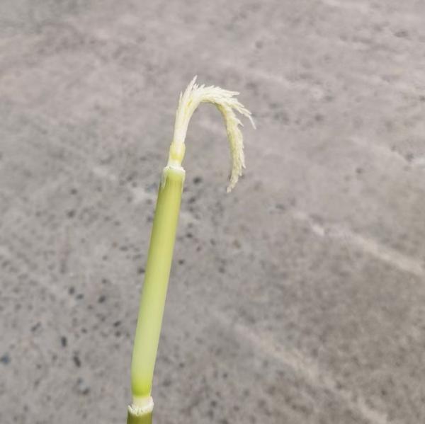 水稻幼穗发育期划分及高温对其影响 - 知乎