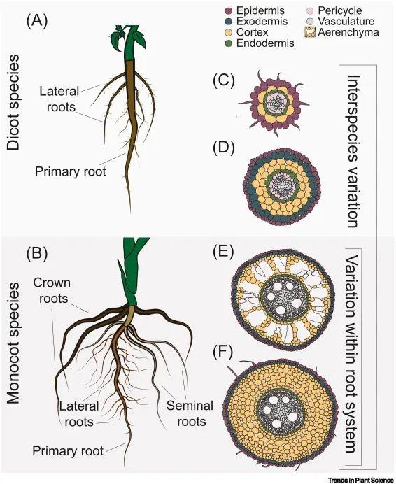 Trends in Plant Science | 根部细胞类型:生物相互作用的界面! - 知乎