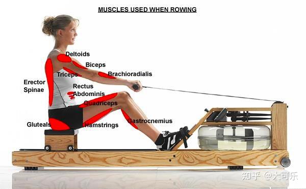 划船机锻炼哪部分肌肉图片