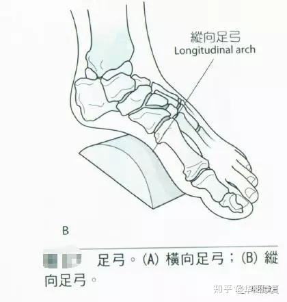 姿势 足踝部解剖 知乎