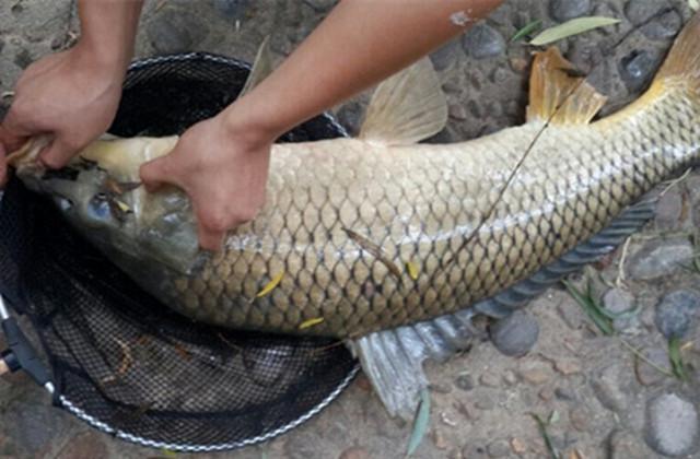 春季野钓鲤鱼有绝招八钓八不钓你都知道吗