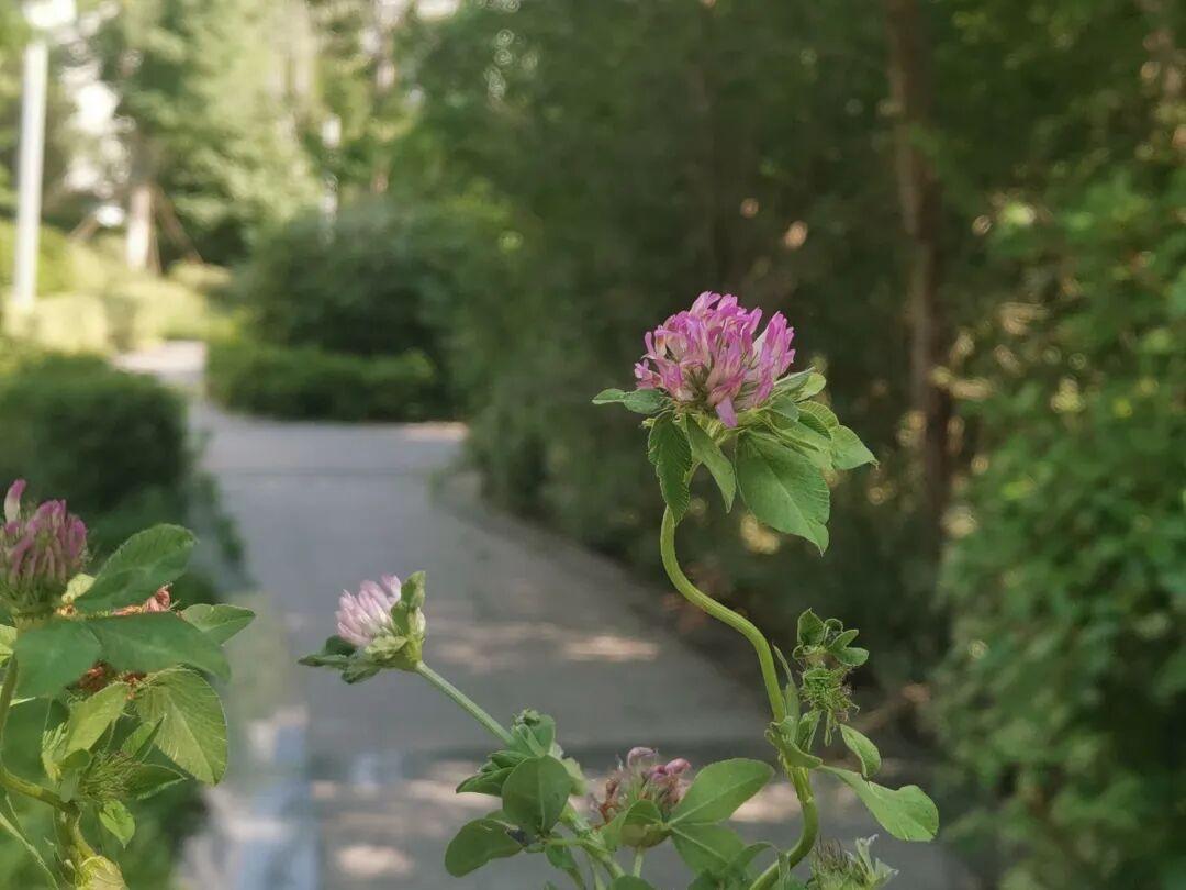 红三叶丨一种开红花的三叶草，也叫红车轴草，颜值高，是优质牧草，还能入药，真是宝藏植物 - 知乎