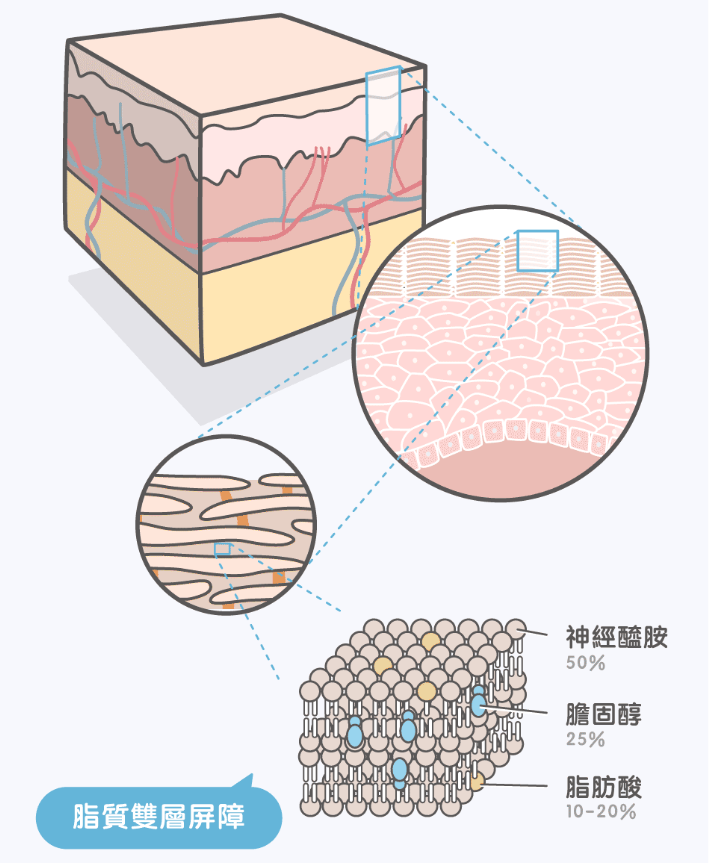 神经酰胺结构图图片