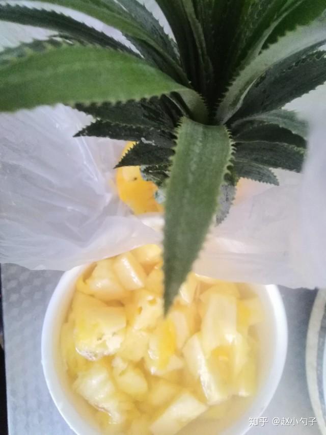 菠萝为什么要用盐水泡20分钟 v2-f606528318103fbfd29a0752c069fdda_r.jpg