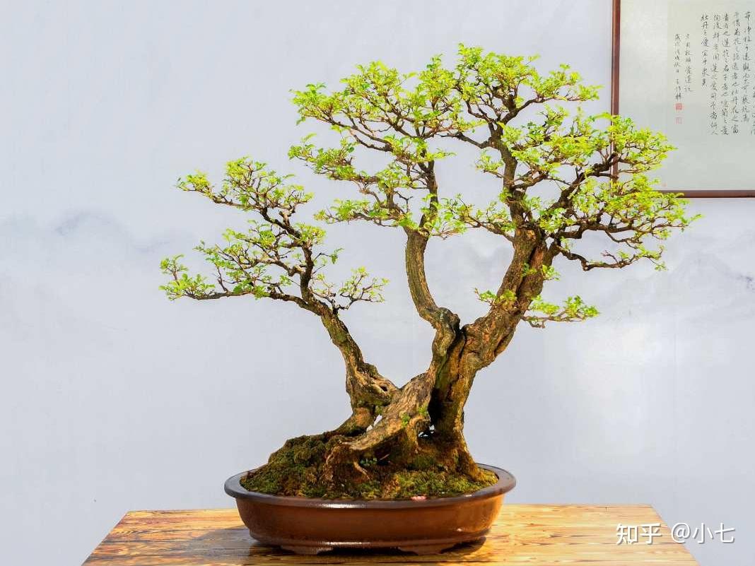 这3种盆景很适合在家里养既能提升家居格调还能提升人的品味