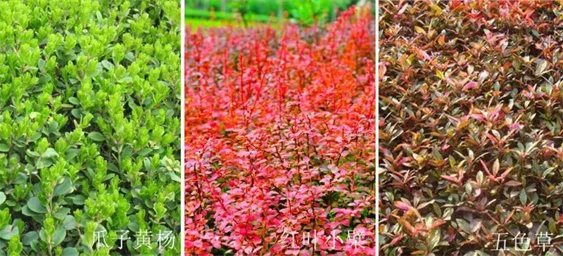 鸢尾与水生鸢尾的区别