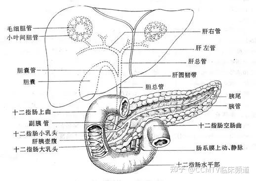 肝横沟图片