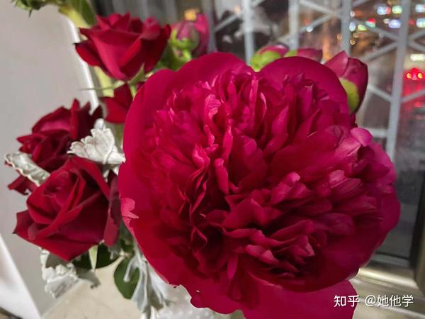 每日一图5 5 芍药花peony 知乎