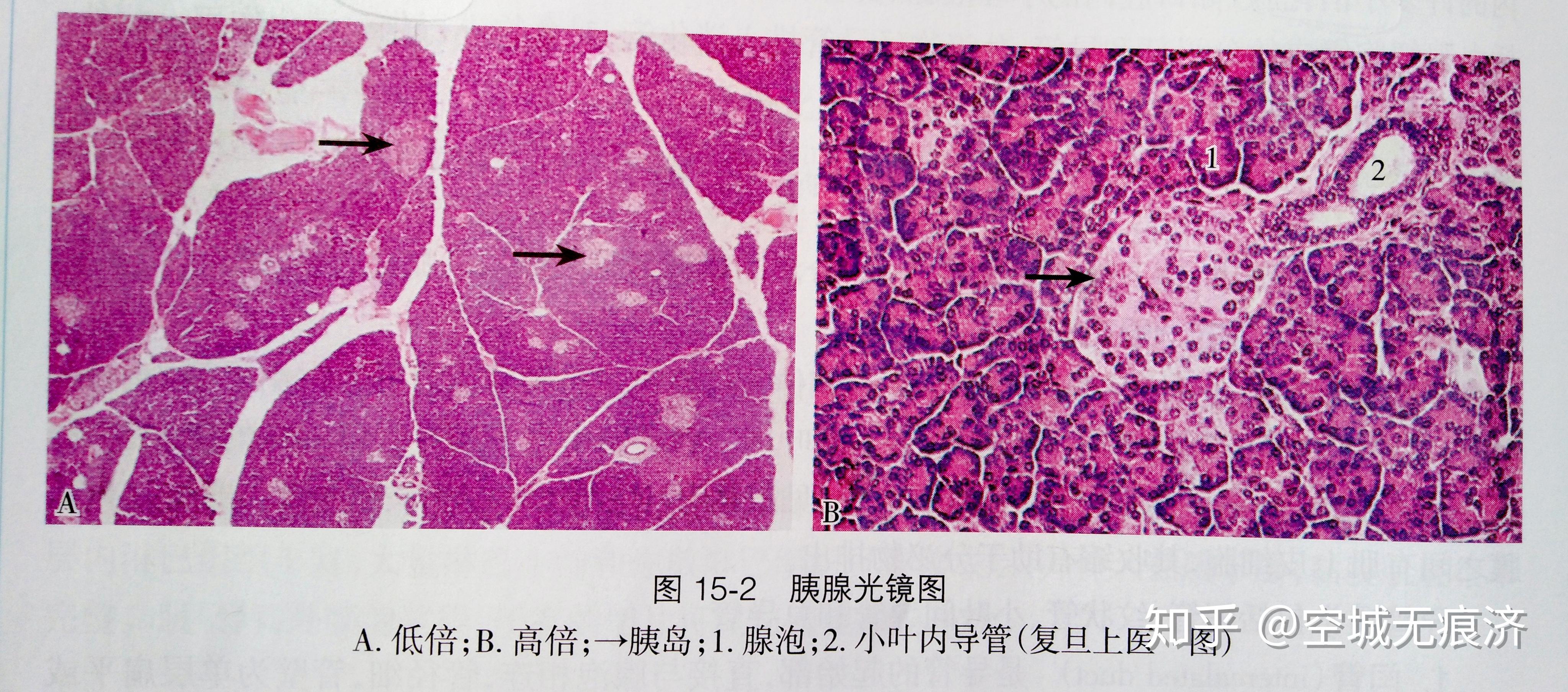 组织学与胚胎学重点3