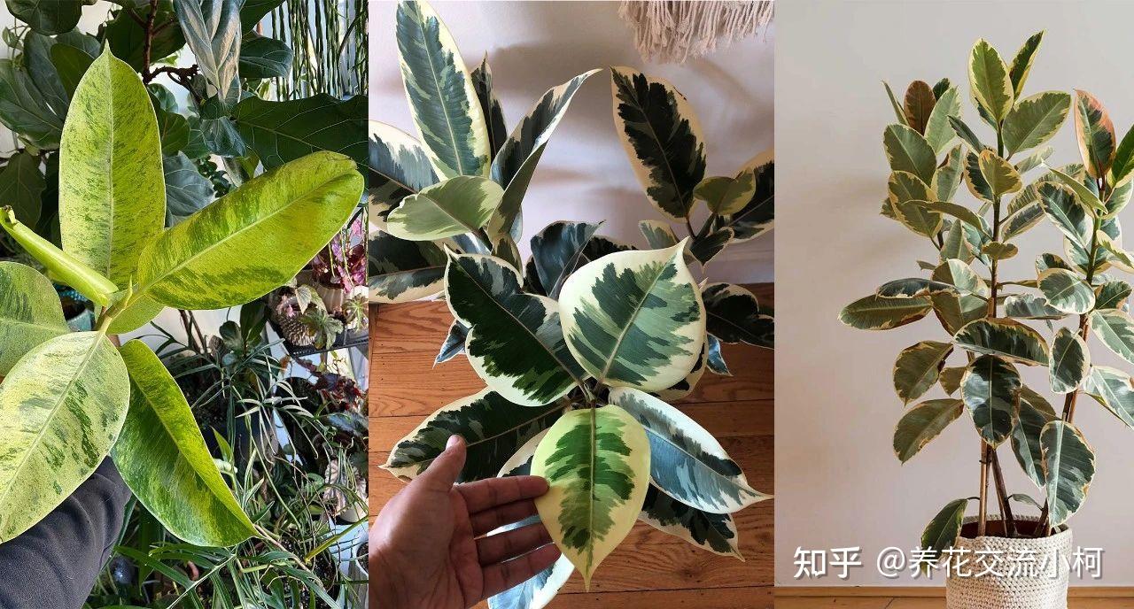 8大迷人的橡皮树品种,好看耐养,水培或土培扦插都能轻松繁殖 - 知乎