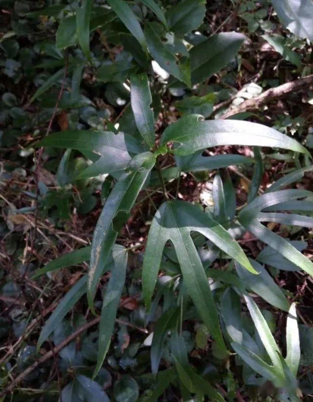 树参的功效与作用,值得了解和一下