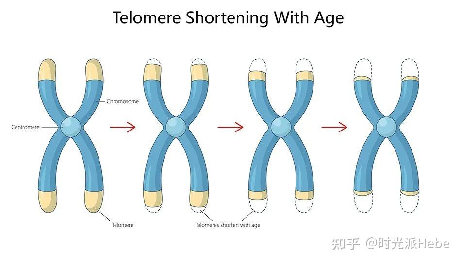别再只盯着端粒长度了！重磅综述全方位拆解“端粒环”：长度只是基础，结构才是灵魂！ - 知乎