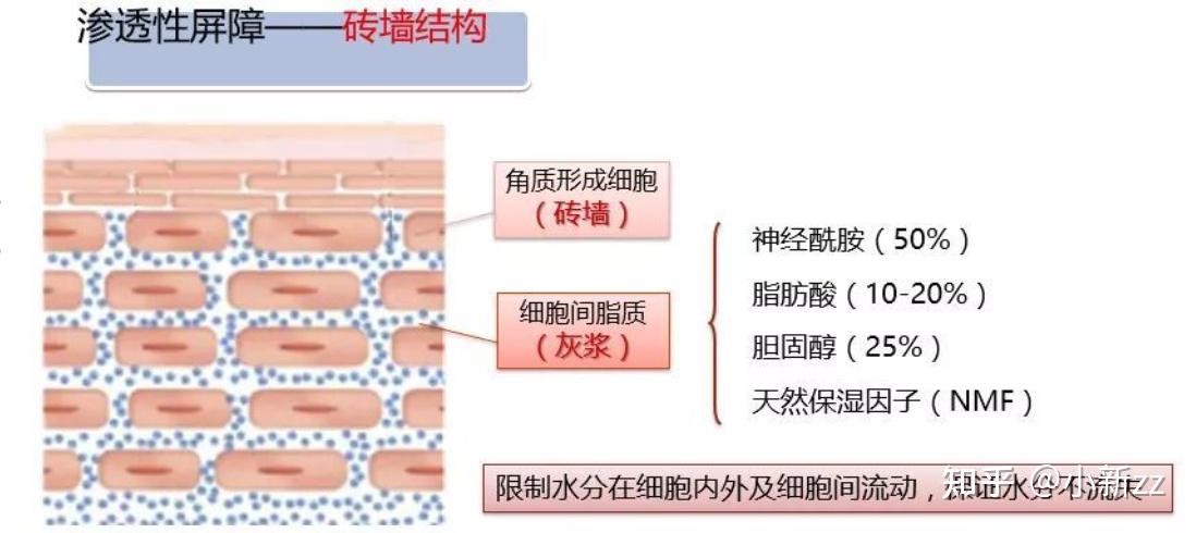 是靠着角质层的细胞间脂质,角质细胞里保湿成分nmf天然保湿因子来完成