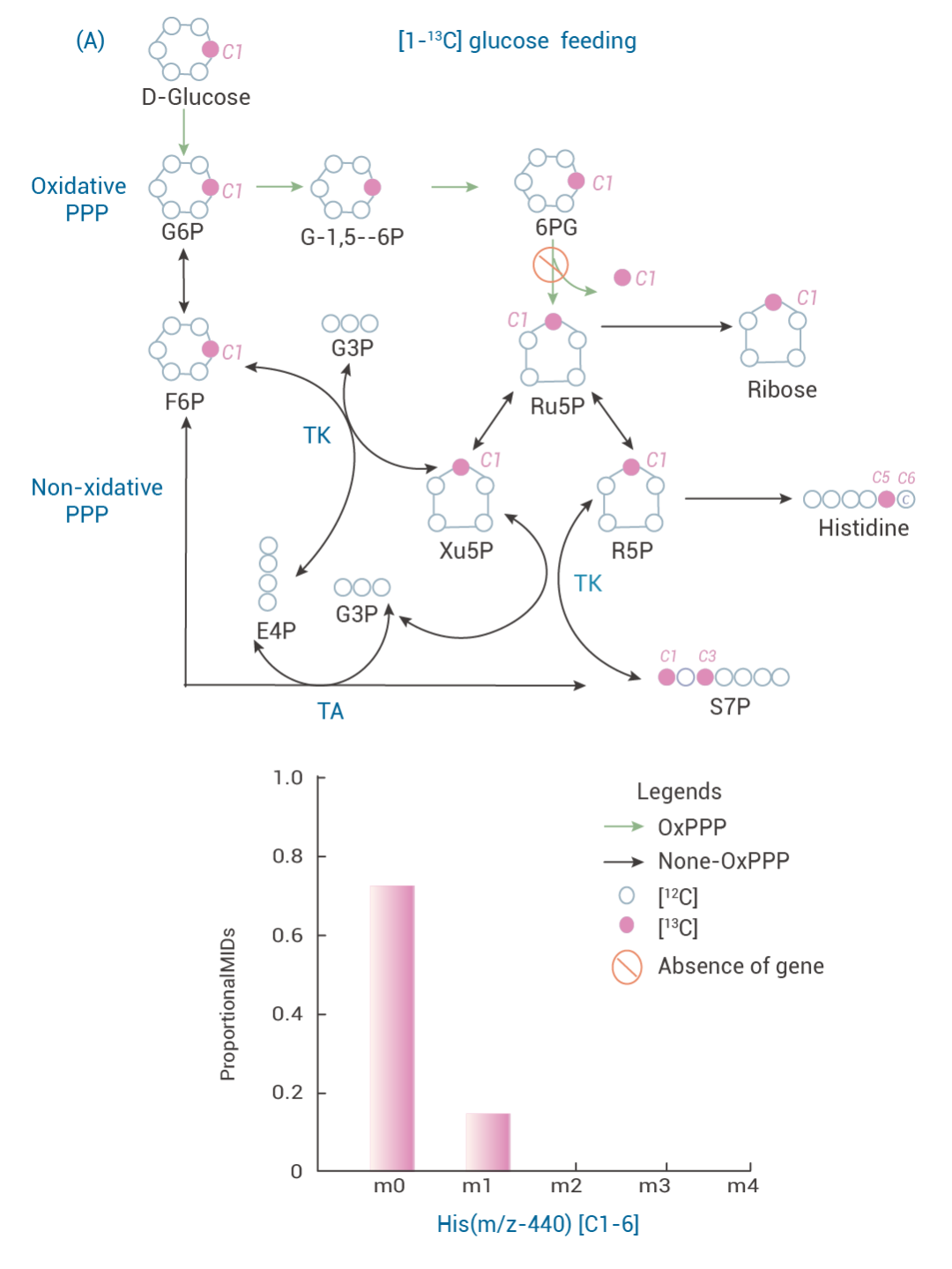 稳定同位素标记物在体内代谢实验中的应用 | MedChemExpress (MCE) - 知乎