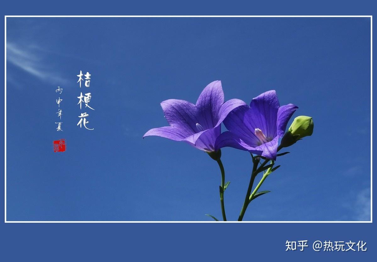 花语是守护的爱(花语是守护爱情的花)