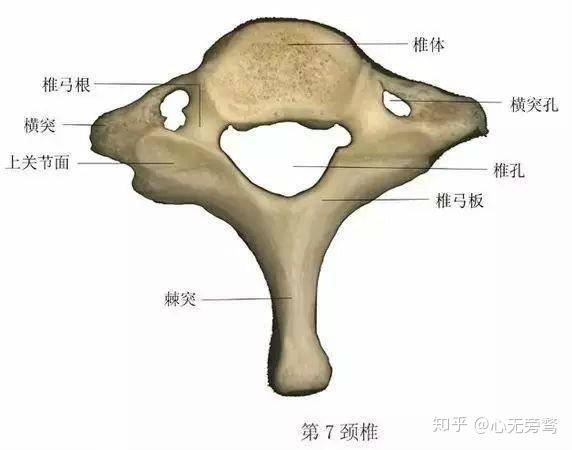 第七颈椎棘突位置图片图片