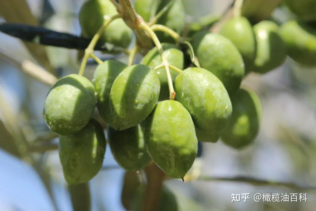 一场橄榄雨后,一年的橄榄季也将要到来~ - 知乎