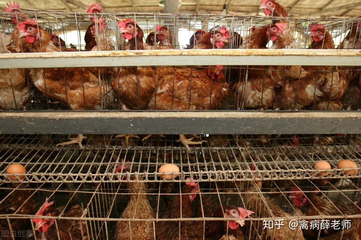 蛋鸡产蛋下降的原因分析及预防措施 - 知乎