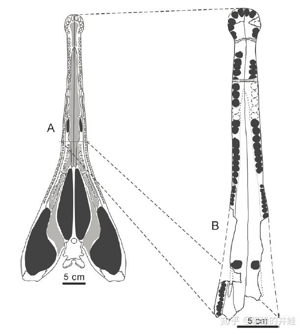 普氏锯齿螈的化石太过稀少零碎,拼不出整个身体的样子.