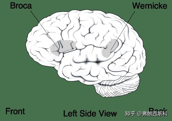 大脑中的布鲁卡区(broca area)和 威尔尼克区(wernicke area)