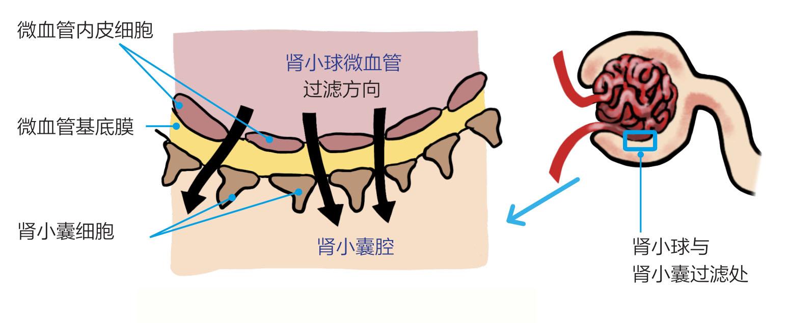 3 腎單位的構造 - 超強圖解貓慢性腎臟疾病早期診斷與家庭護理 - 知乎