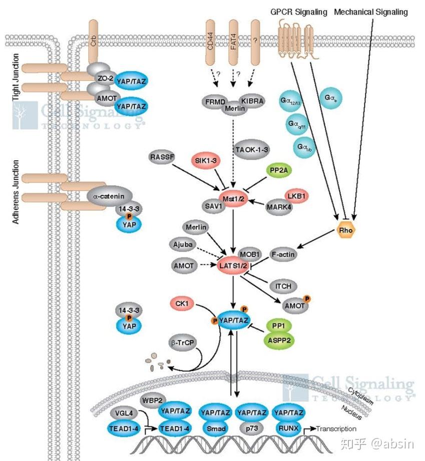 hippo信号通路相关抑制剂推荐