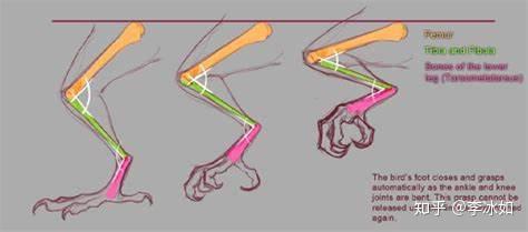 蝙蝠后肢的结构和人不一样,当蝙蝠吊起来时,自身的重量会拉紧腿部
