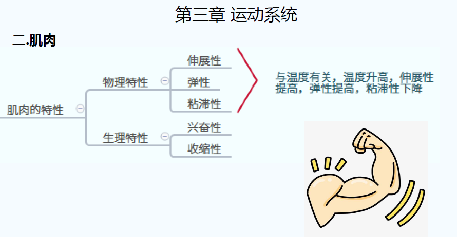 肌肉生长原理图片