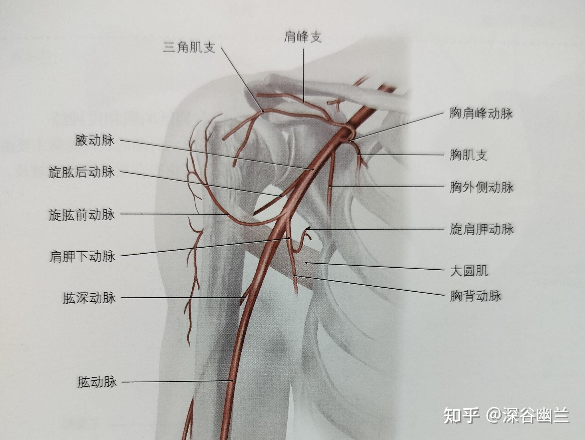 腋动脉的分段及分支图片