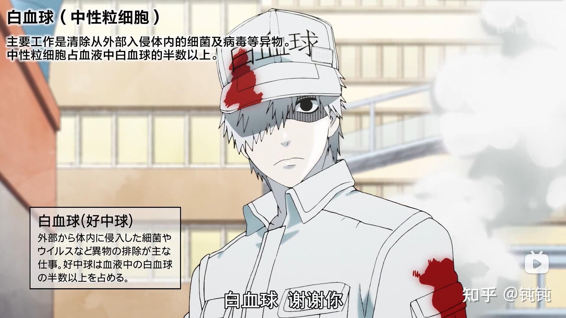 看动漫学日语之工作细胞