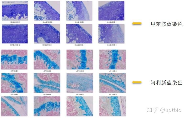 脱钙是骨组织切片前的重要环节,好的脱钙处理要求既能完全脱钙,又不