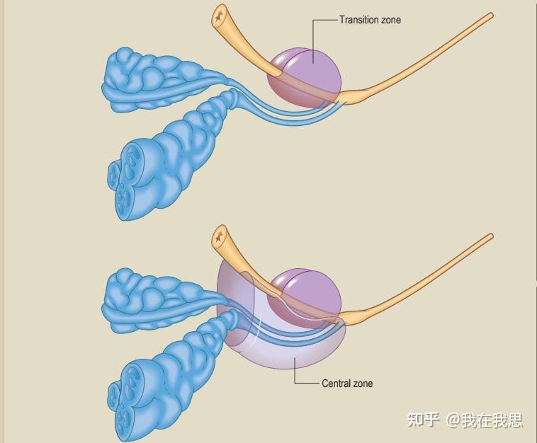 前列腺prostate gland - 知乎