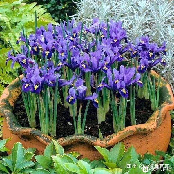 鸢尾花的寓意古诗 鸢尾花花语的古诗 含有鸢尾花的古诗
