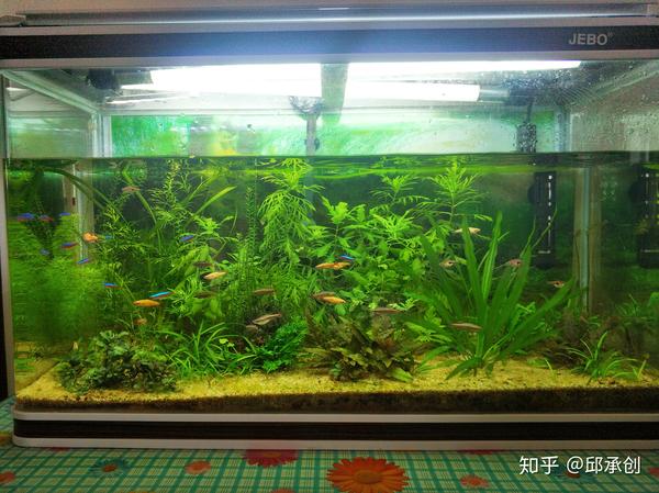 为什么鱼缸老是起绿藻呢 有什么好办法不用整天擦鱼缸 缸壁上的绿藻说明水质差吗 爱在网