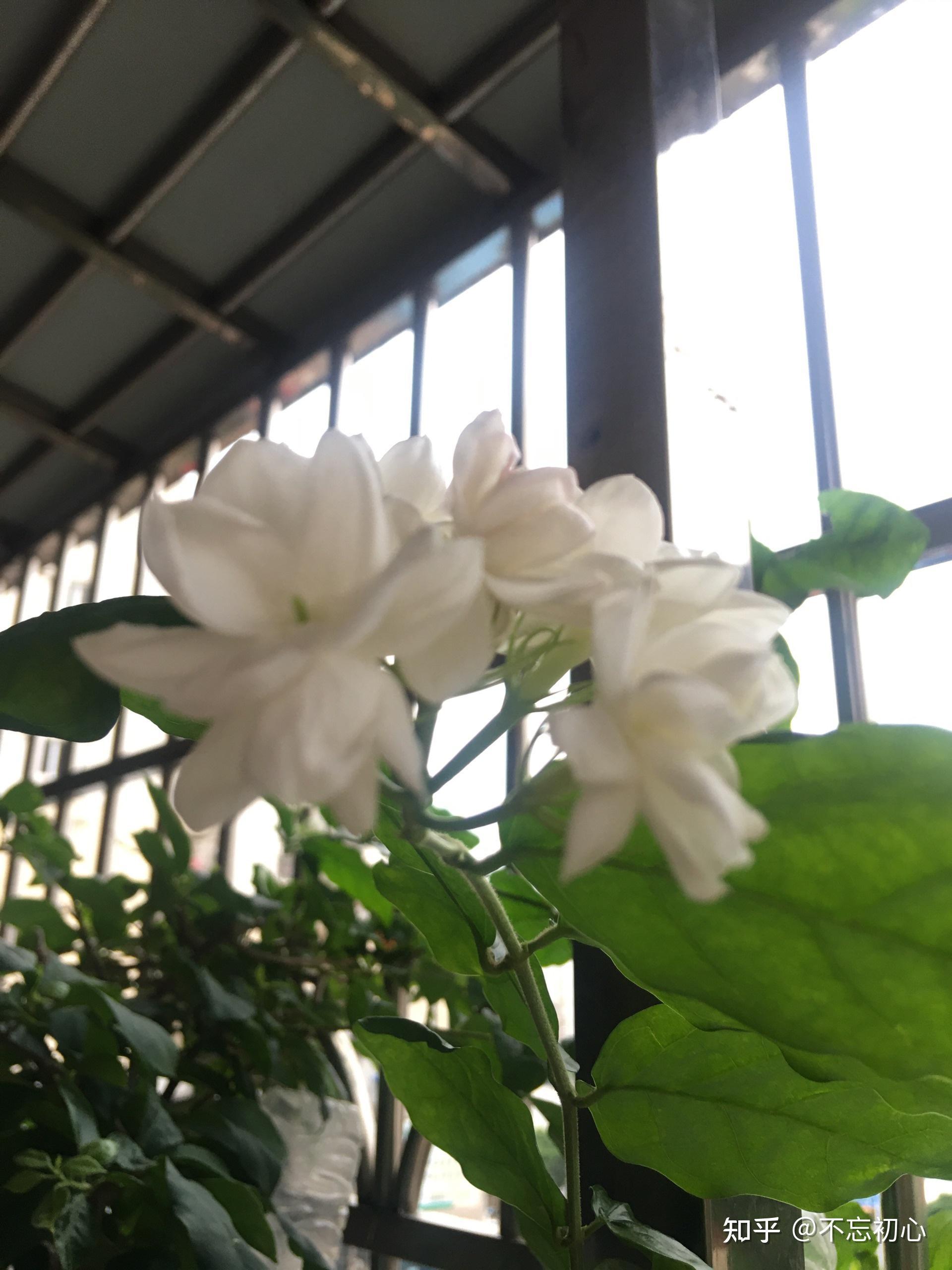 清晨,走到阳台就闻到阵阵花香,原来我的茉莉又开了 - 知乎
