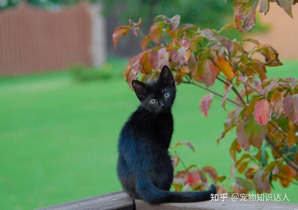 今生，一定要养一只中国玄猫，好处多！ - 知乎