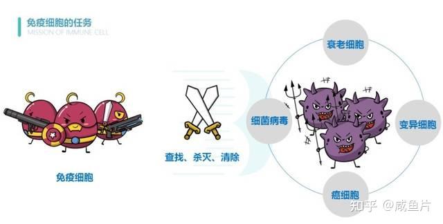 零基础认识皮肤屏障/全网最全面的解读皮肤屏障 - 知乎