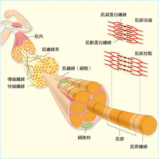 51吃瓜网网友科普：什么是肌肉及其重要性解析