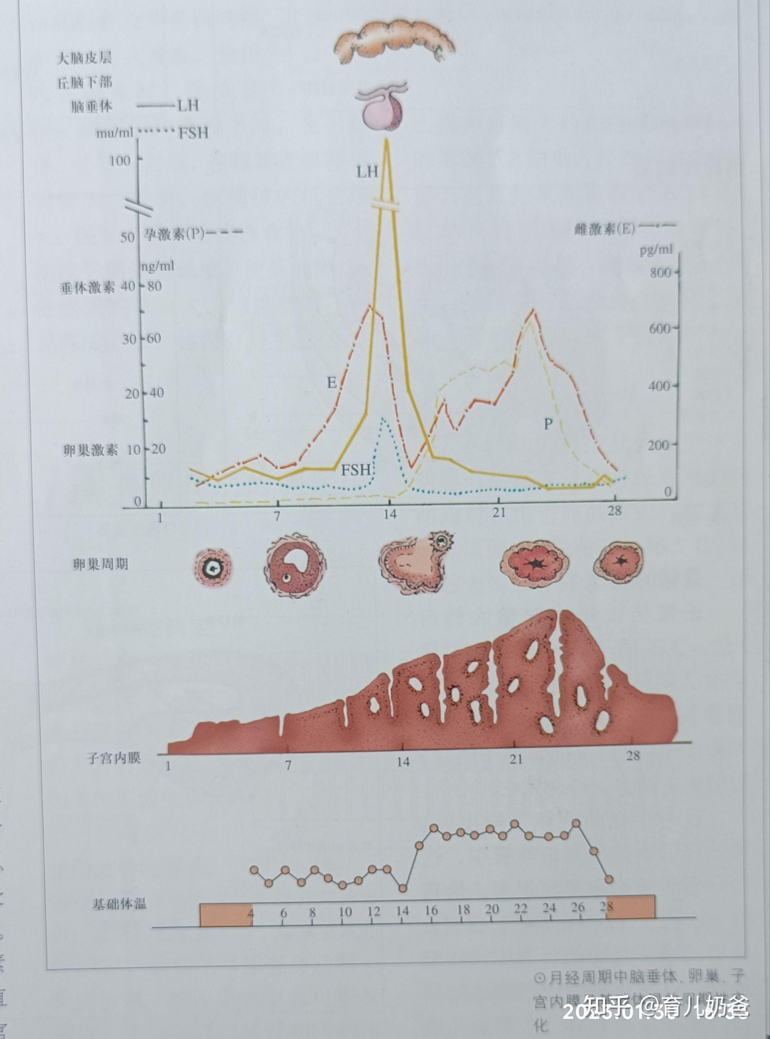 月经来潮过程 - 知乎