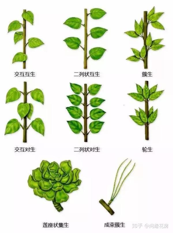 最全的植物形态图解 ,让你轻松认识所有植物! - 知乎