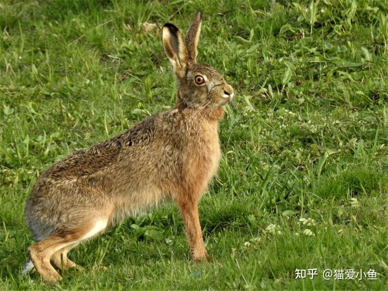 兔子的特点生活图片