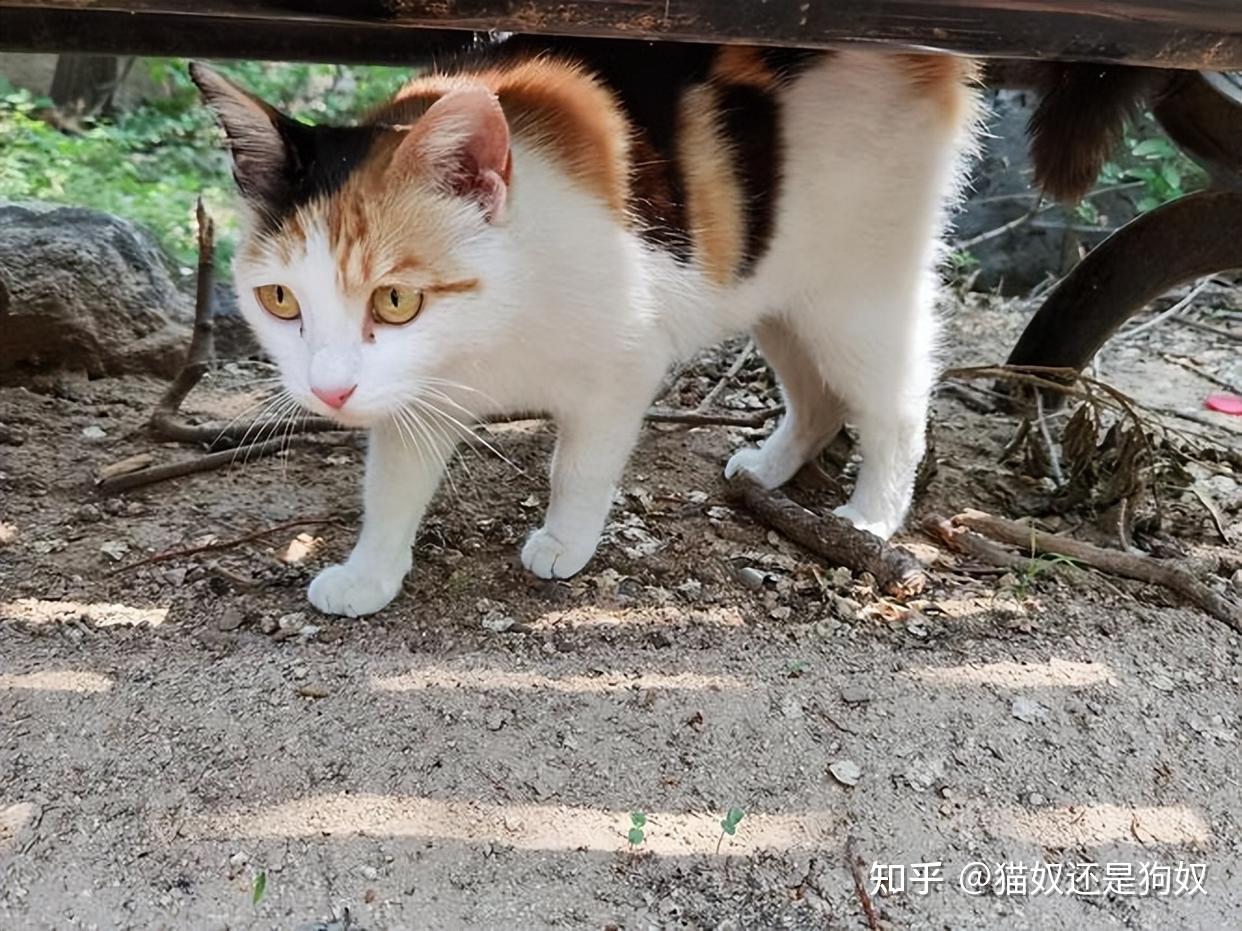 为什么老人说猫不能养十年原来是有道理的