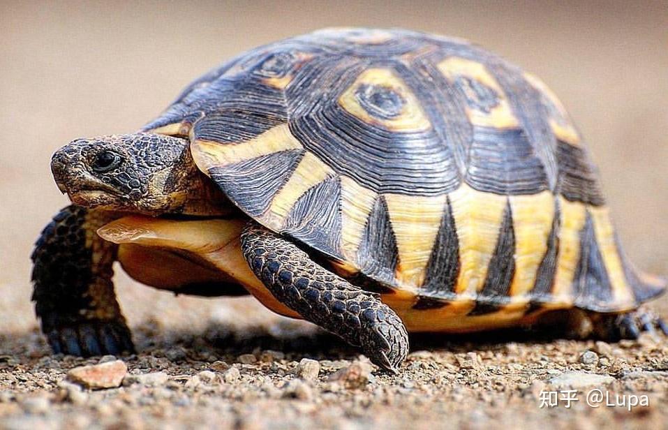 挺胸陆龟  chersina angulata属于中小体型的龟种,因雄龟胸甲特别的