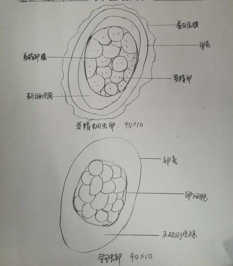 人体寄生虫学 书籍 知乎