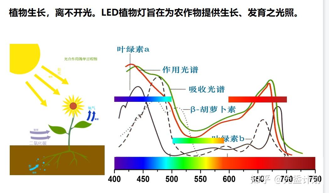 植物光饱和点对照表图片